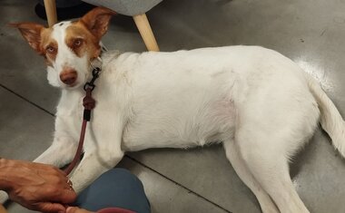 Návštěva „psí terapeutky“ Carmen 