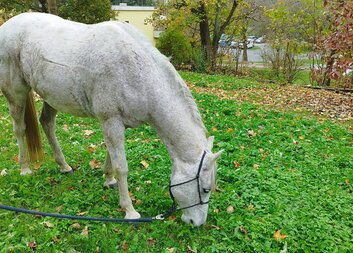 Hiporehabilitace v pedagogické a sociální praxi – cesta k rovnováze a sebedůvěře 